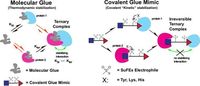 Mimicry of molecular glues using dual covalent chimeras - Nature Communications