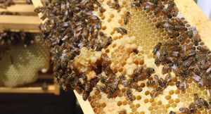 Kazakhstan Secures EU Approval For Honey Exports