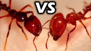 Revolutionary Technique Enhances Fire Ant Colony Research