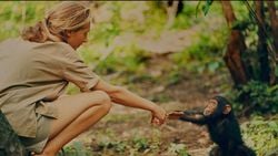 Jane Goodall Kimdir? Primatlar Arasındaki Yerimizi Keşfeden Kadının Biyografisi...