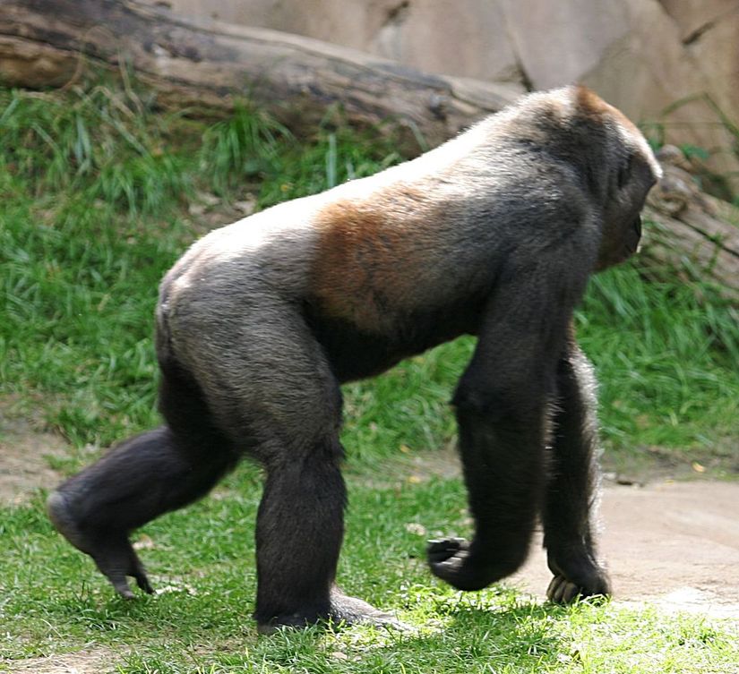 Boğum yürüyüşü (knuckle-walking) hareketi.