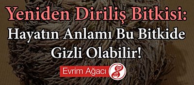 Yeniden Diriliş Bitkisi: Hayatın Anlamı Bu Bitkide Gizli Olabilir!