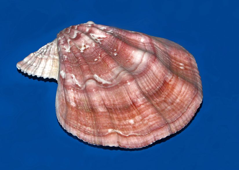 Pectinidae