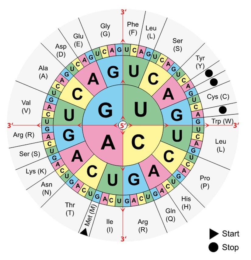Aminoasit ve Kodon Dairesi