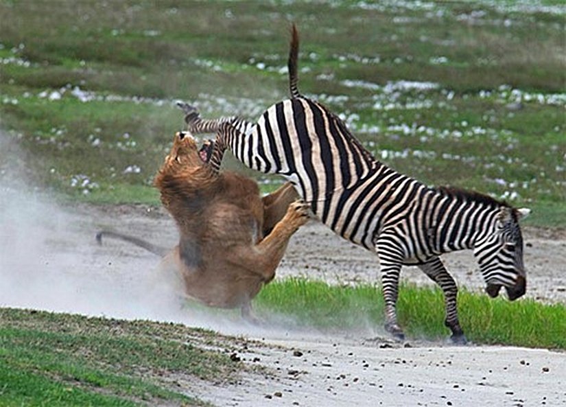 Kimi zaman avları tarafından çiftelenen, avlarının boynuzlarıyla yaralanan, hatta avlarının cesaret ederek avcılarına saldırması sonucu hasar gören ve ölen sayısız avcı bulunmaktadır. Bu fotoğraftaki gibi isabetli ve okkalı bir çifte, avcı aslanın haftalarca avlanamamasına ve ölmesine neden olabilir. Av açısından en kötü ihtimalle ise avcısından kurtulmasına neden olur. Avcı, yeterince hasar almadıysa bir başka ava yönelebilir (veya ölür) ve böylece zayıflar elenir (hem av, hem avcı açısından).