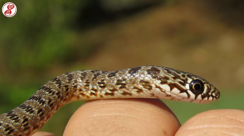 Yavru (jüvenil) birey. Sakarya/Karasu bölgesinde çeklmiştir.