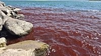Biblical sea turns blood red sparking fears of God's plagues