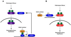 New HDAC5-Inhibitor T2943 Shows Promise As Antidepressant