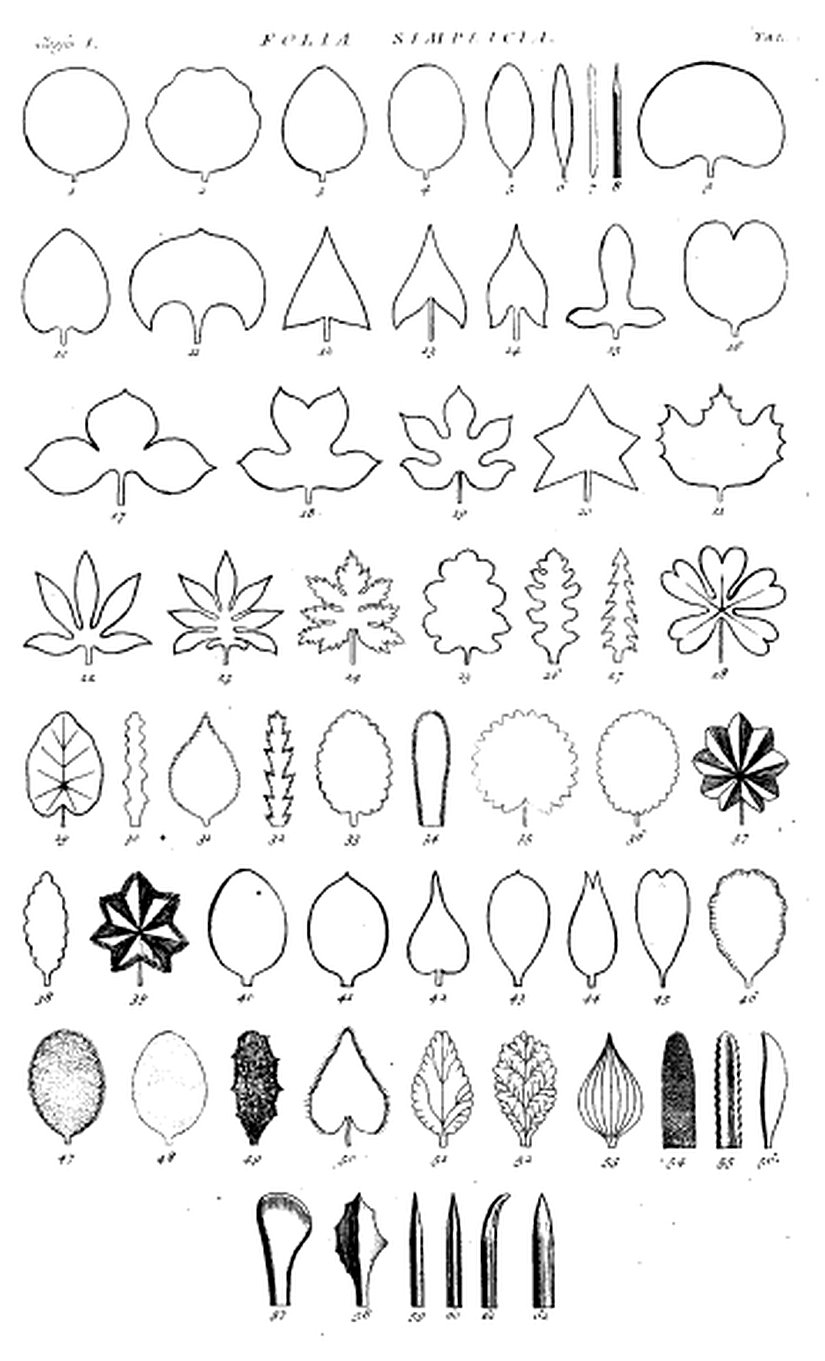 Hortus Cliffortianus'ta yer alan yaprak çeşitleri.