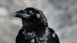 Kargalar Geometri Şekillerini Ayırt Edebiliyorlar