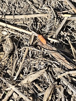 Bu böcek ne tür acaba?