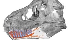 T. rex Çenesindeki Reseptörler, Onu Daha da Korkutucu Bir Avcı Yapıyordu!