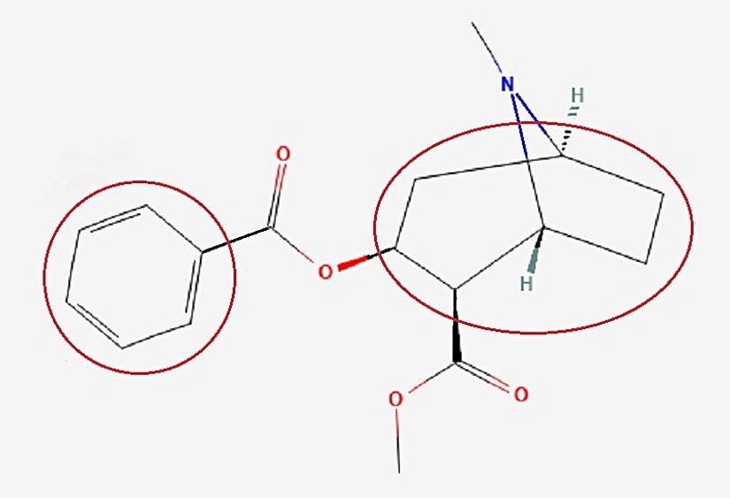 Kokainin bisiklik (iki halkalı) ilginç yapısı.