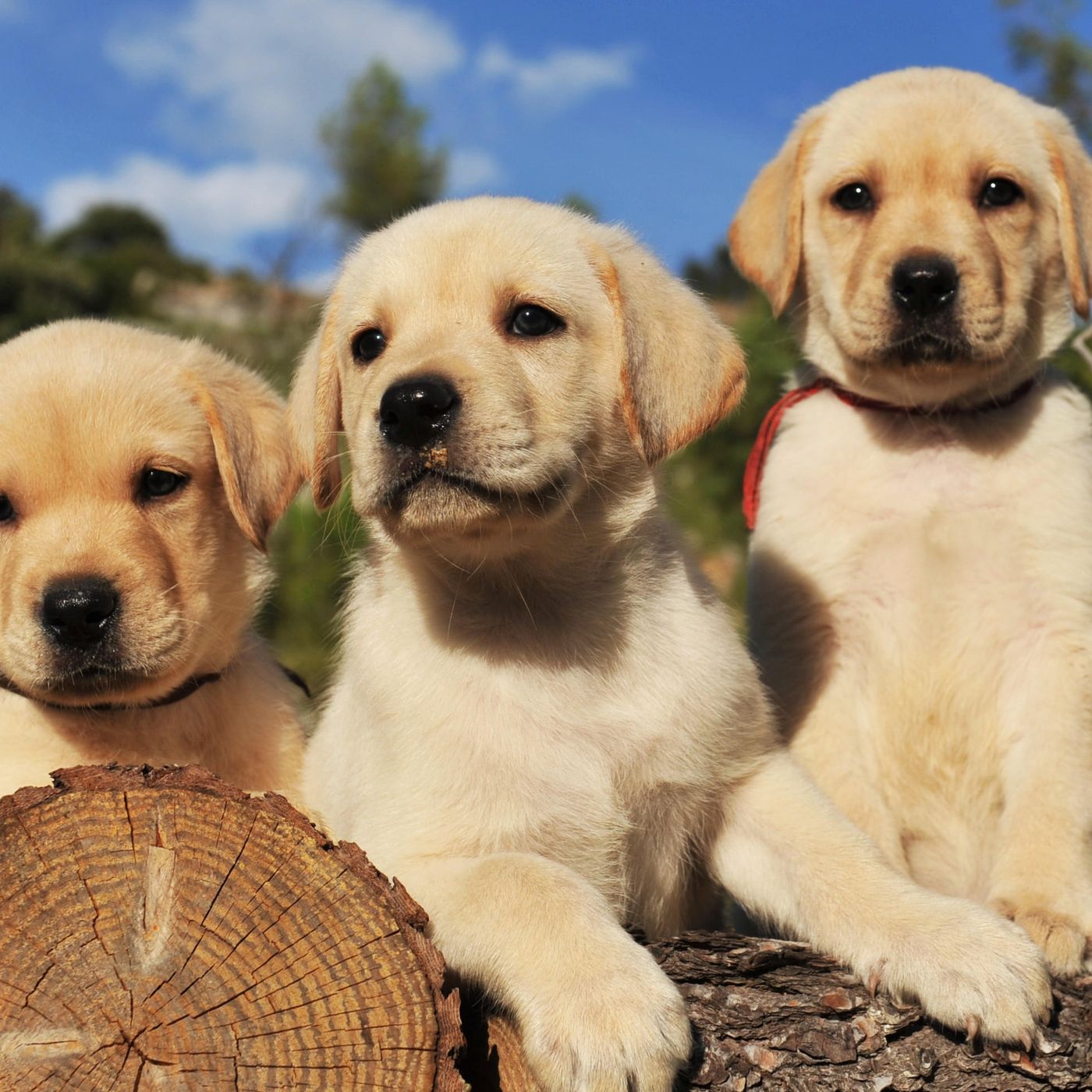 Köpek Yaşı Nasıl Hesaplanır? 7 ile Çarpma Yöntemini Unutun!