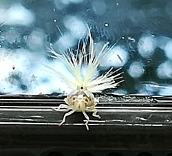 Son 2 senedir Karadeniz kıyılarında görülmekte olan bu böceğin türü nedir?