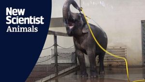 Elephant Hose Play Sparks Scientific Curiosity