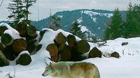 Drones blasting AC/DC, Scarlett Johannson help biologists protect cattle from wolves