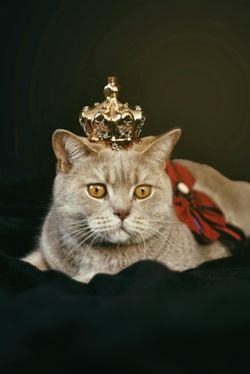Kedi olmak ister miydiniz?  Neden isterdiniz?