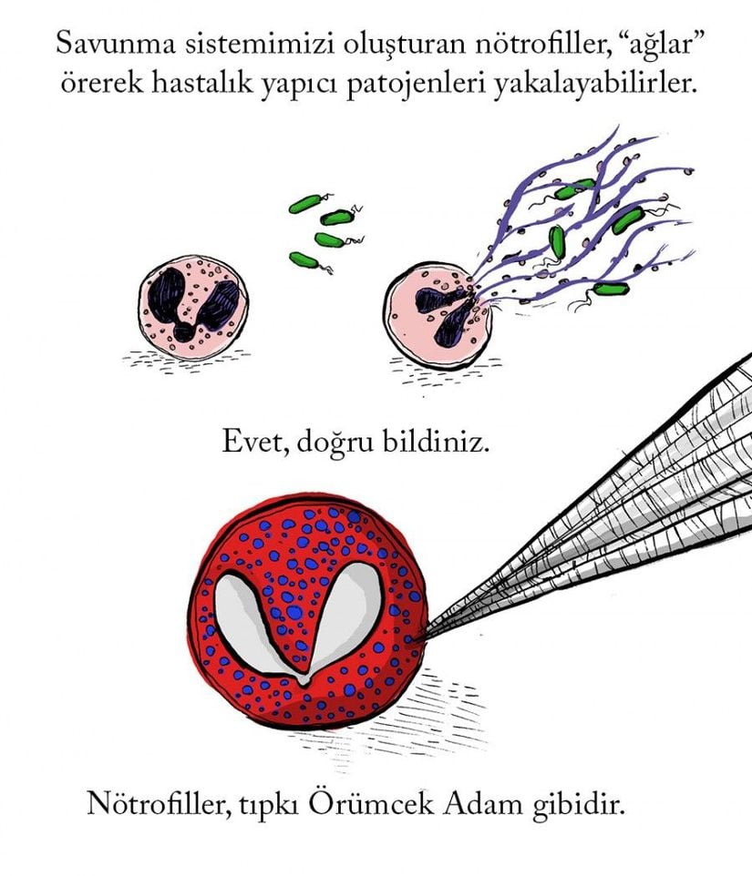 Bağışıklık sistemimizin en önemli hücrelerinden olan nötrofiller (ya da nötrositler), aynı zamanda savunma sistemimiz içerisindeki en yaygın hücrelerdir ve birçok insanda %40-75 dolaylarında bulunur. Bir çeşit akyuvar olan nötrofiller, memelilerin önemli bir bölümünde bulunmaktadır. Doğuştan gelen bağışıklık sistemimizin omurgasını oluştursalar da, farklı hayvanlarda farklı görevler üstlenebilmektedirler. Kemik iliğimizdeki kök hücrelerden üretilen bu savunma hücreleri, son derece kısa ömürlere sahiplerdir; ancak dolaşım sistemimiz sayesinde çok hızlı bir şekilde hareket edebilmektedirler. En önemli özelliklerinden birisi, başka savunma sistemi hücrelerinin giremeyeceği dokulara bile nüfuz edebiliyor olmalarıdır. Ayrıca bir yeriniz kesildiğinde oluşan iltihaplı "pus" dokusunun önemli bir bölümü de nötrofillerden oluşmaktadır. Bu pusa beyaz rengini veren şey, nötrofillerin ta kendisidir!