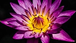 Mor Renk Hakkında Ne Biliyoruz?