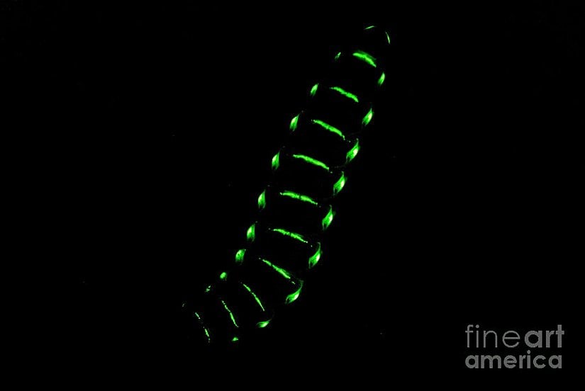 Demiryolu solucanı (railroad worm)