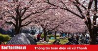 Nhật Bản: Thủ đô Tokyo bắt đầu bước vào mùa hoa anh đào