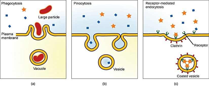 Resimde üç endositoz varyasyonu gösterilmiştir.   (a) Bir endositoz türü olan fagositozda, hücre zarı parçacığı çevreler ve hücre içi bir koful oluşturmak üzere sıkıştırır.   (b) Başka bir endositoz türü olan pinositozda, hücre zarı küçük bir sıvı hacmini çevreler ve içine alarak bir vezikül oluşturur.   (c) Reseptör aracılı endositozda maddelerin hücre içine alınması, dış hücre zarı üzerindeki reseptöre bağlanan tek tip bir maddeyi hedef alır.