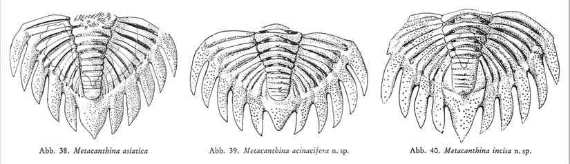 Metacanthina Türleri