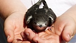 Common Swift and Its Flight: What Should You Do If You Find a Common Swift That Cannot Fly?