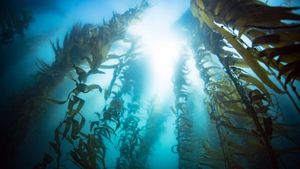 Google Doodle Celebrates Giant Kelp Forests