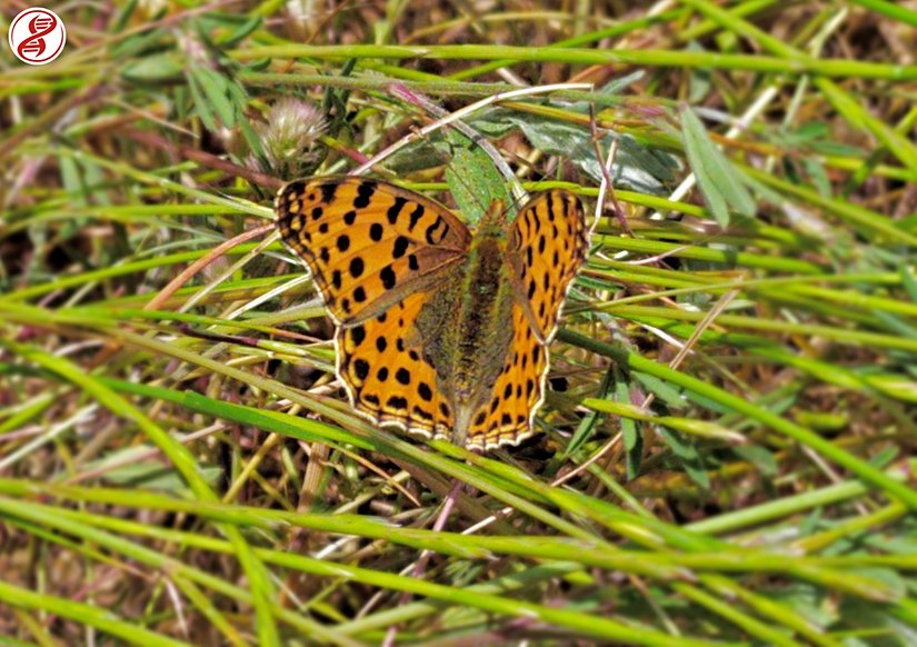 Kanat üstü, Kırklareli.