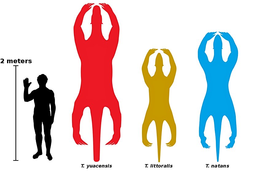 Bahsedilen Thalassocnus türlerinin 2 metre boyundaki bir insan ile karşılaştırılması.