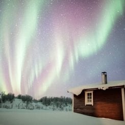 Ağaçlar, Yıldızlar, Kutup Işıkları!