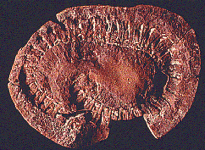 İlkin bir omurgasız fosili...