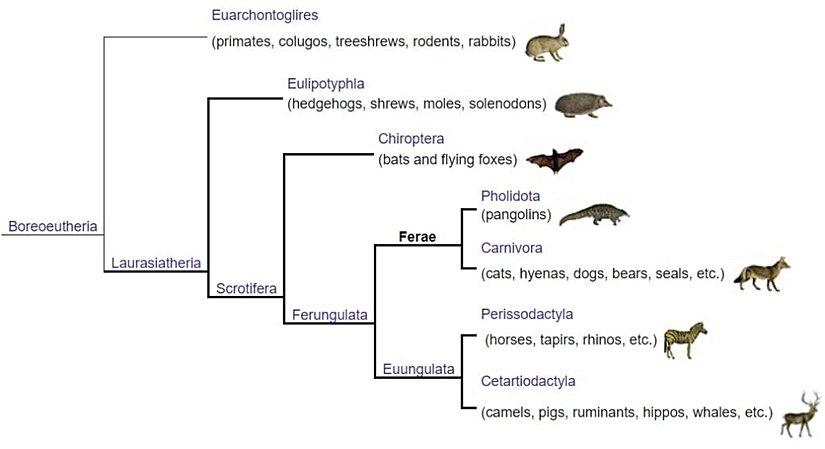 Pangolinlerin evrim ağacı