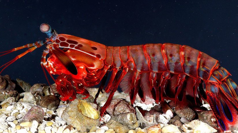 Mantis Karidesi (Peygamberdevesi Karidesi)