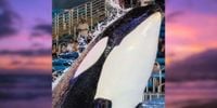 Kamea the Orca Has Died at SeaWorld San Antonio | PETA
