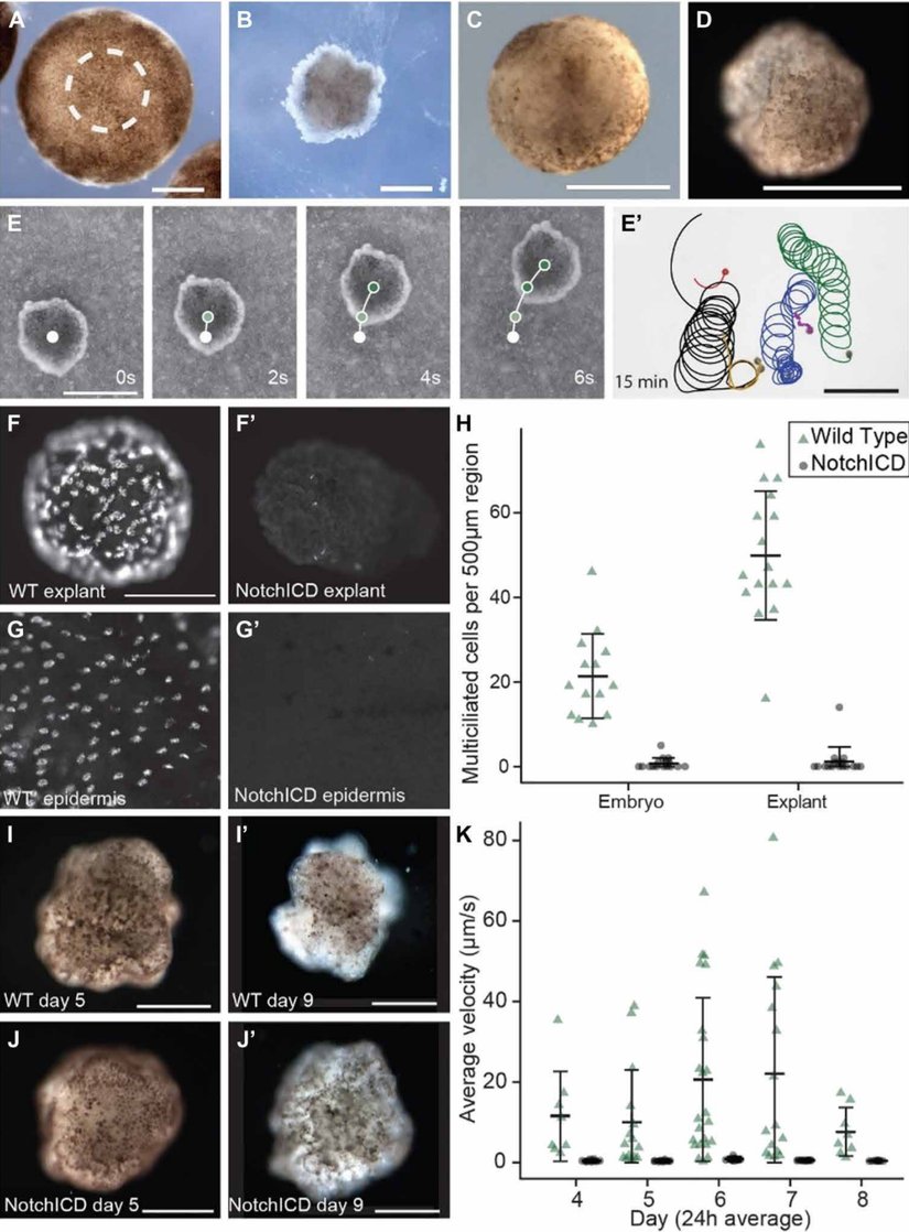 Xenobot 2.0'ın doğum basamaklarını gösteren bir grafik.