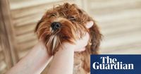 Gigil: word for ‘cute aggression’ among new Oxford English Dictionary entries