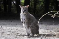 Wallaby spotted wandering loose in Berlin - UPI.com