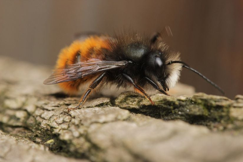 Duvarcı Arı (Osmia cornuta)