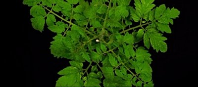 GDO Araştırmalarından Önemli Başarı: Sahte Işık Altında Geceleri De Büyüyebilen Domates Üretildi!