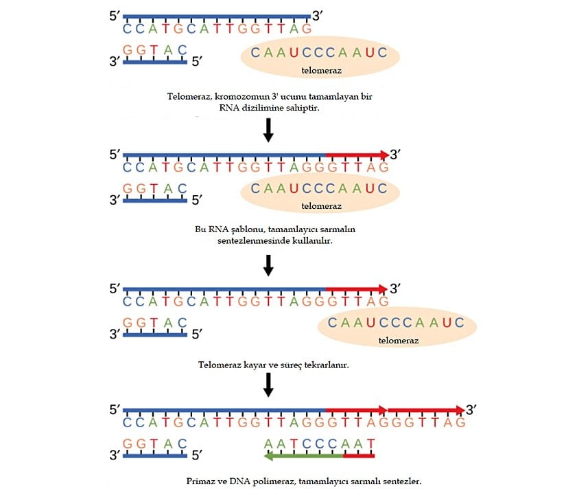 Doğrusal kromozomların sonları, telomeraz enzimi ile korunur.
