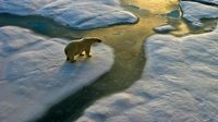 Global sea ice cover dips to lowest level on record