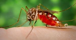 Marine Bacteria Show Promise As New Solutions For Mosquito Control