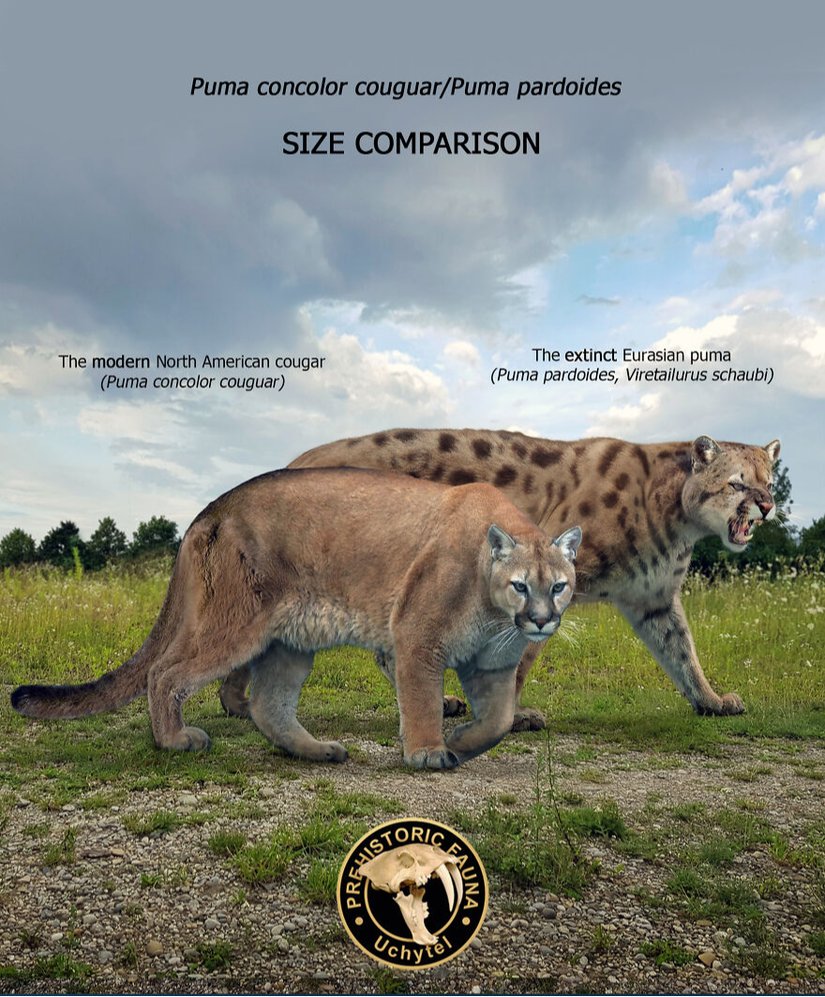 Dağ Aslanı ve Avrasya Puması Boyut Karşılaştırması