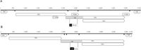 Discovery of a human parvovirus B19 analog (Erythroparvovirus) in cats - Scientific Reports