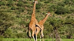 Eşeyli Üreyen Hayvanlarda Çiftleşme Sistemleri