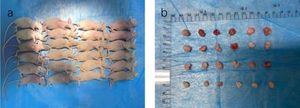 Combining Photodynamic Therapy With Cisplatin Improves Lung Cancer Treatment