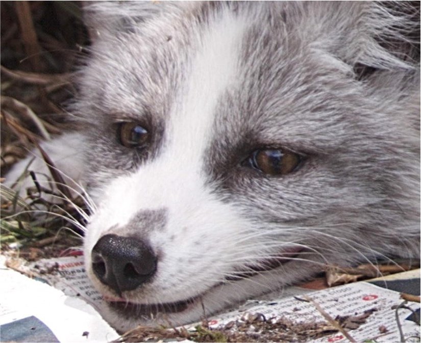 Evcilleştirme sendromunun etkilerinin görüldüğü evcil tilki. Yabani tilkilerin aksine daha farklı bir yüze sahip.